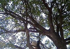 Thick Mango steamy man indian