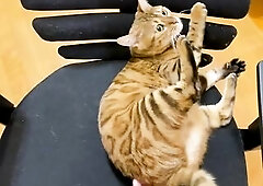 Classy lascivious to get a massage. 