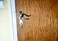 Schweizer hausgemachten porno