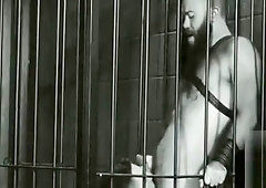 Hunky bear cock sucked before bdsm