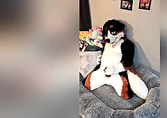 Angrybarks From The Vets Office Teaches Your How To Milk Your Puppy Boyfriend