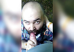 Bearded wolf suicking rod in the forest